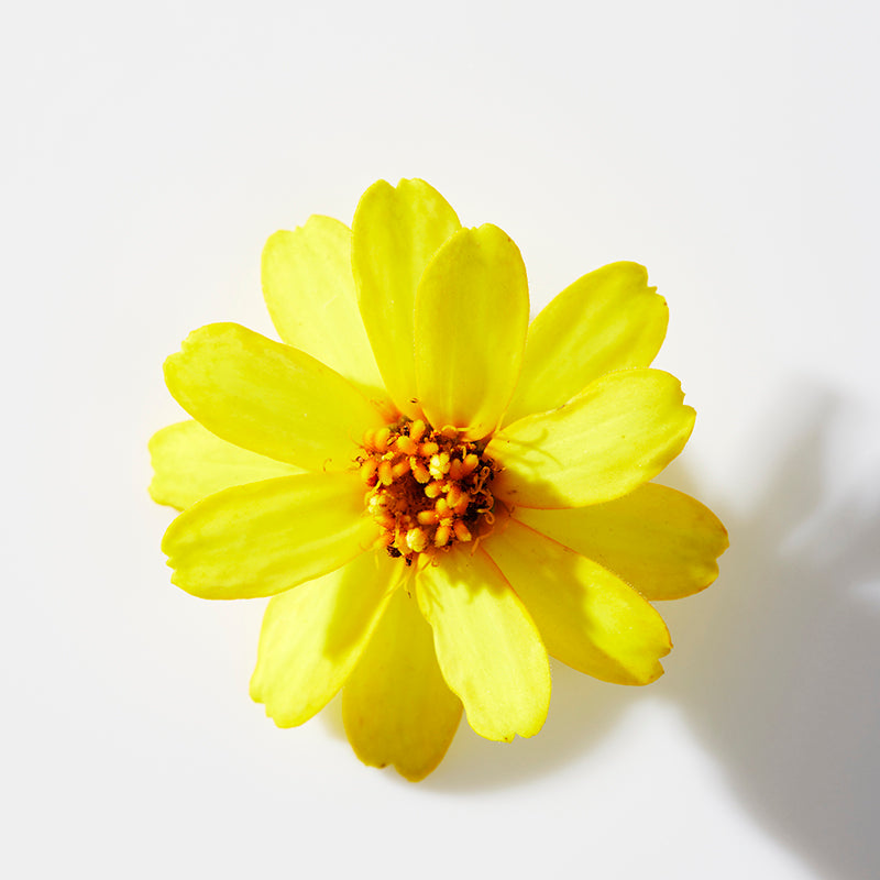 Arnica: Motherline Ingredients Pt 5